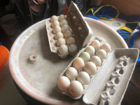 Pekin duck eggs
