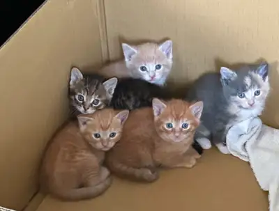 bébé chatons kittens, View more