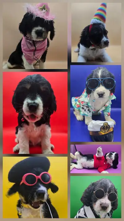 CKC English Springer spaniel! The perfect family dogs❤️, View more