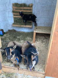 3 Nigerian Dwarf Wethers looking for new pasture