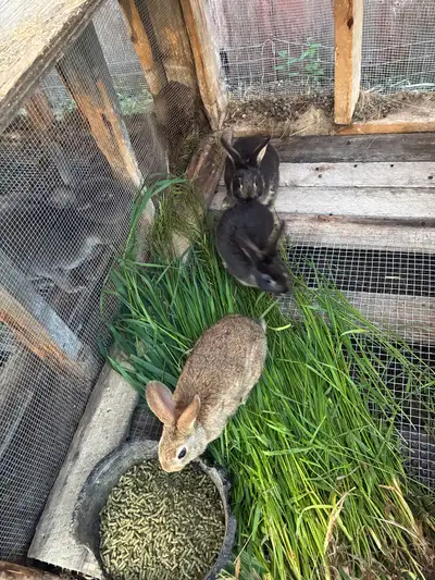 Flemish-Rex cross girls 5️⃣0️⃣each Born April 30th Travelling to GP July 8th can bring any or all wi...
