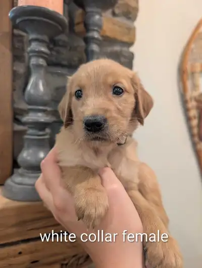 Reputable breeder- purebred golden retriever puppies, View more