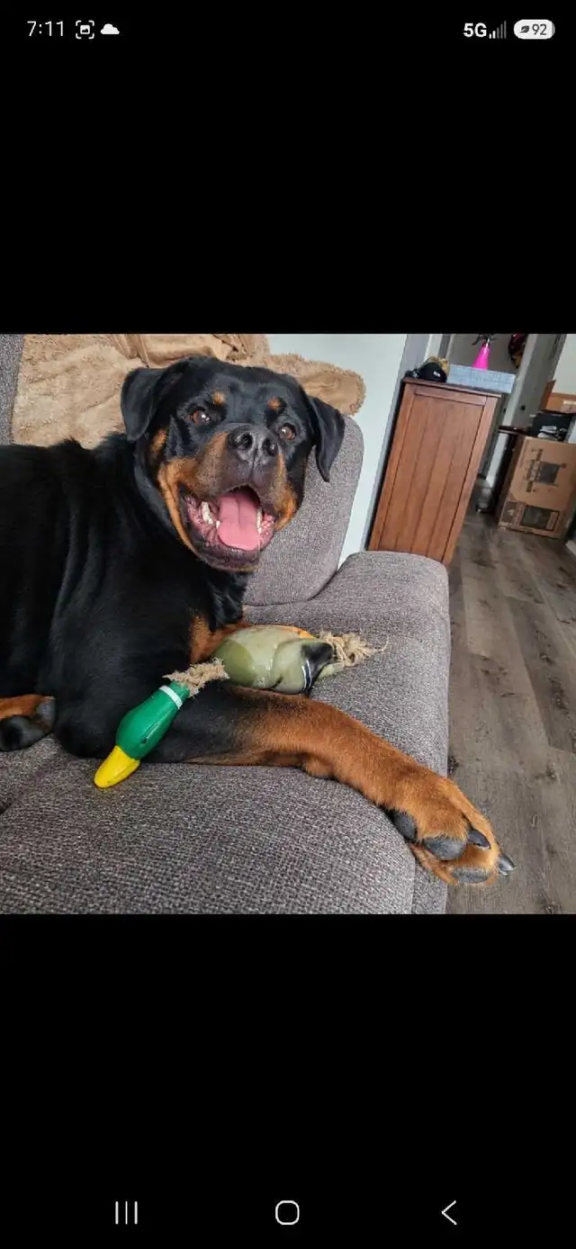 Rottweiler Female | Dogs & Puppies for Rehoming | City of Toronto ...