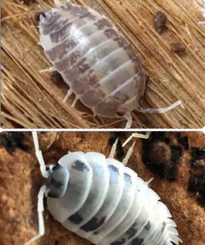 Dairy Cow and Milkback P. Laevis mix pack, View more