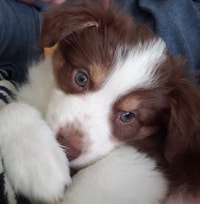 Mini Australian Shepherds