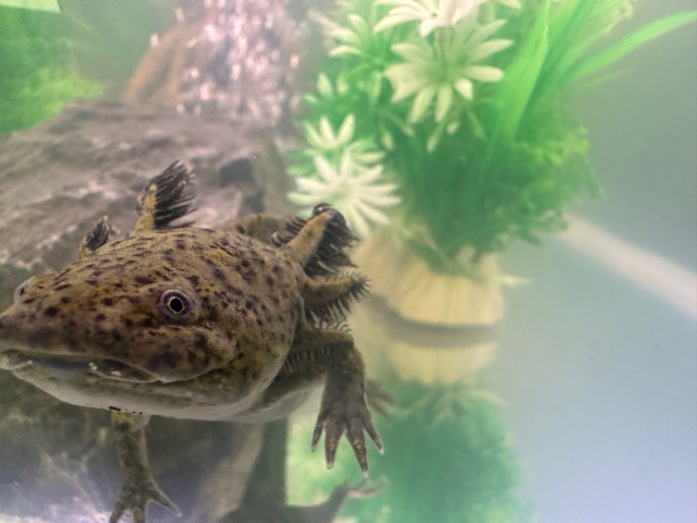 Axolotls  in Other in Barrie - Image 2