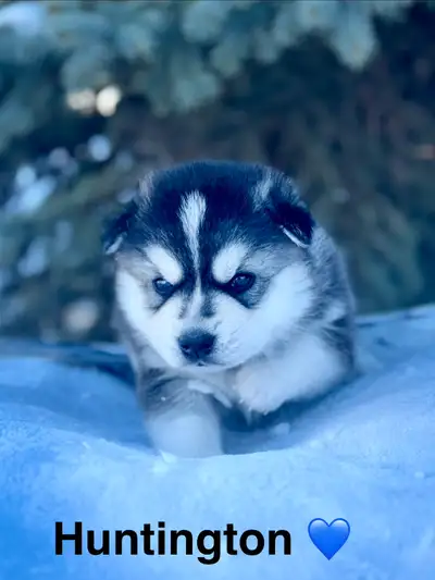 Mini Husky puppies!!!, View more