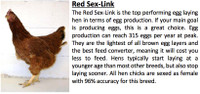 Egg Laying Hens / Baby female chicks ETOBICOKE