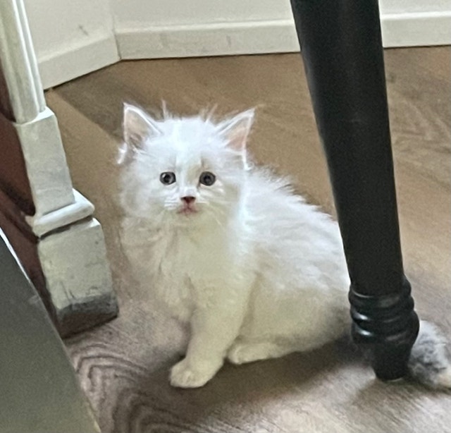 Ragdoll babies Special price Cats & Kittens for Rehoming Calgary