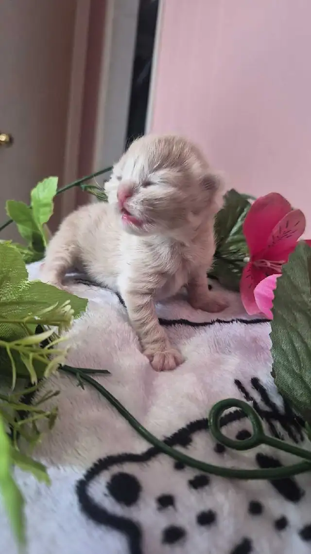 Maine Coon &amp; persian