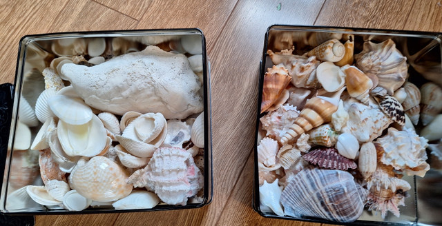 SHELLS Two 9x9" Tins Full of Seashells  in Home Décor & Accents in Hamilton - Image 3