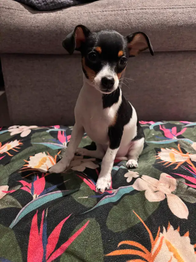 Mini Taco Terriers available ! (Chihuahua x Fox Terrier) in Dogs & Puppies for Rehoming in City of Toronto - Image 2