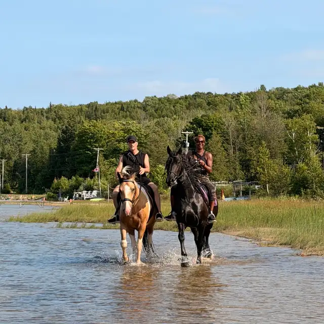 more than just a trail horse in Horses & Ponies for Rehoming in Owen Sound - Image 4