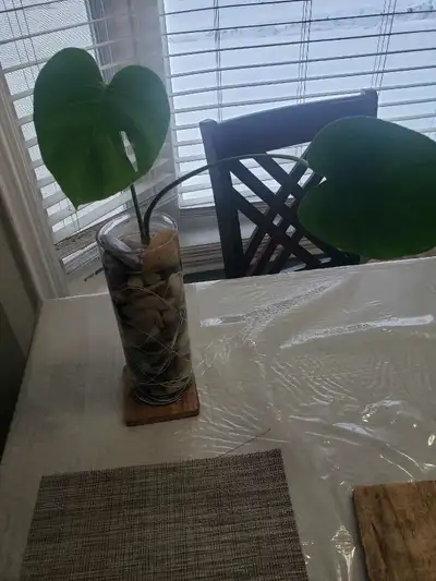 indoor plants, View more