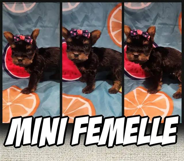 Wow 6 merveilleux yorkshires pure race 4 femelles et 2 males in Dogs & Puppies for Rehoming in City of Montréal - Image 2