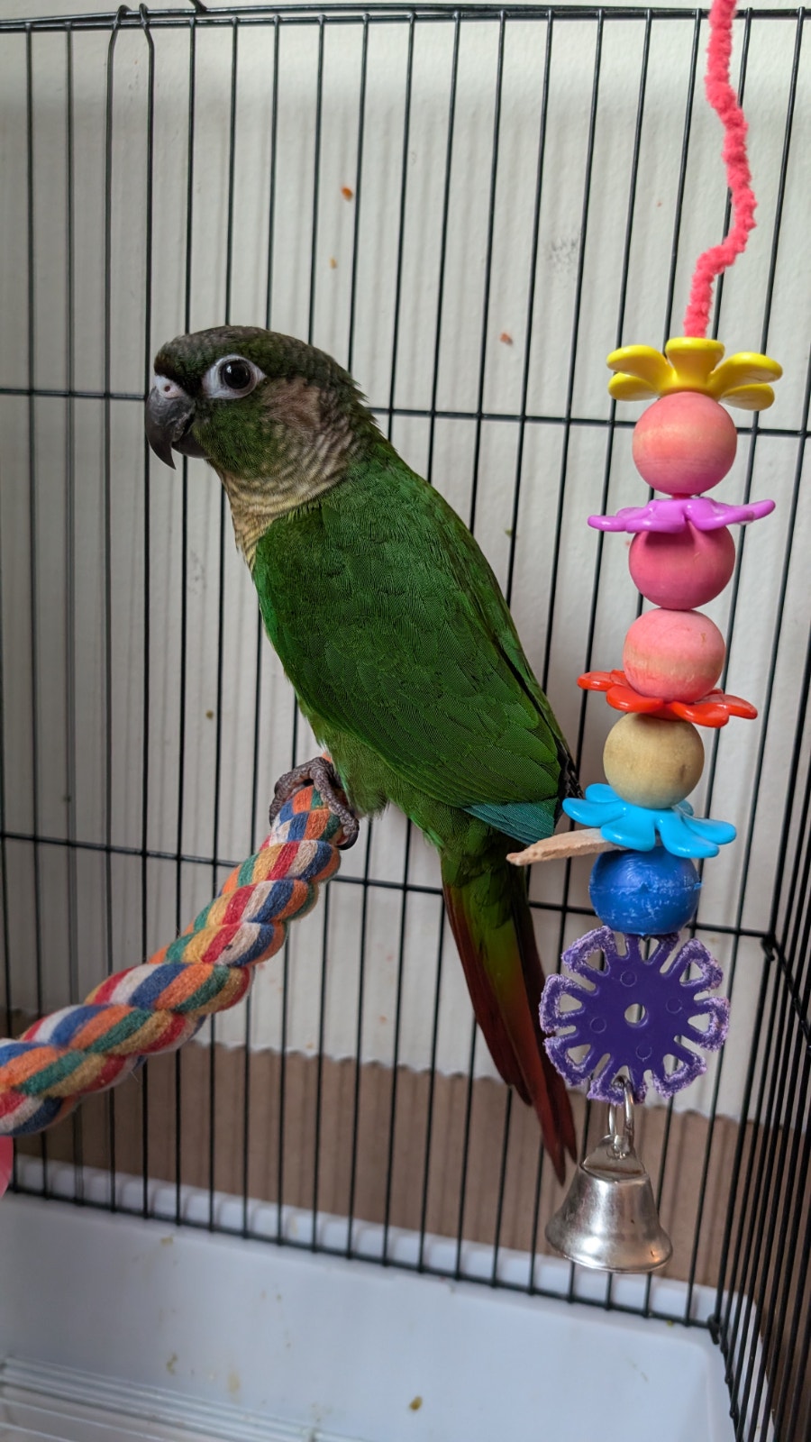 Beautiful Baby Conure | Birds for Rehoming | Kitchener / Waterloo ...