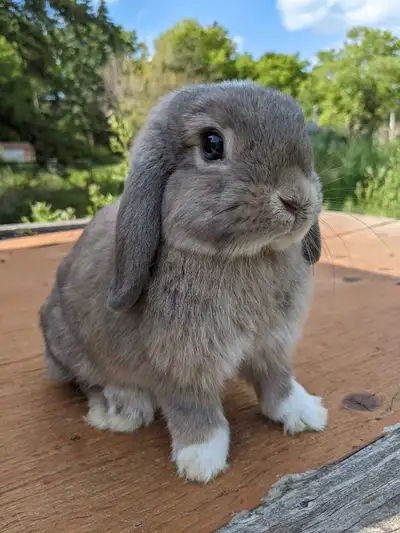 baby Holland lop , View more