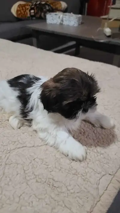 Most Adorable Best in this class Miniature Shih Tzu puppies is ready for their loving home, 9 weeks...