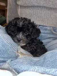 Yorkipoo Puppies - Ready to go! 