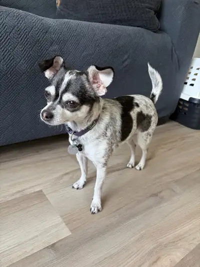 chihuahua dog in Dogs & Puppies for Rehoming in British Columbia