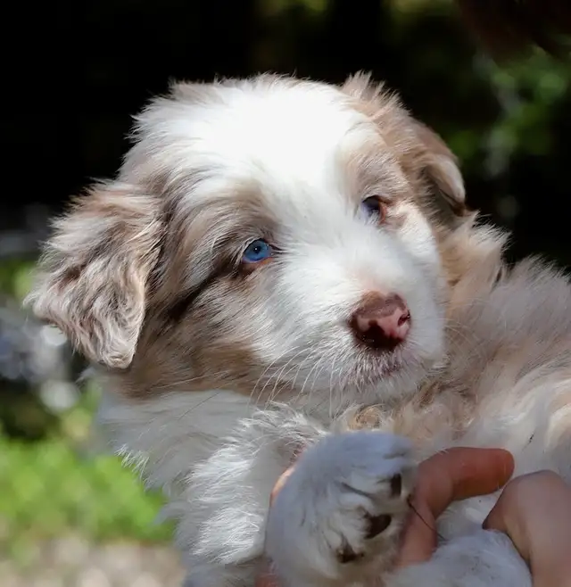 4 DOODLES, BORDOODLES F1 et F2 et F3 , PUPPIES, CHIOT in Dogs & Puppies for Rehoming in Laurentides - Image 8