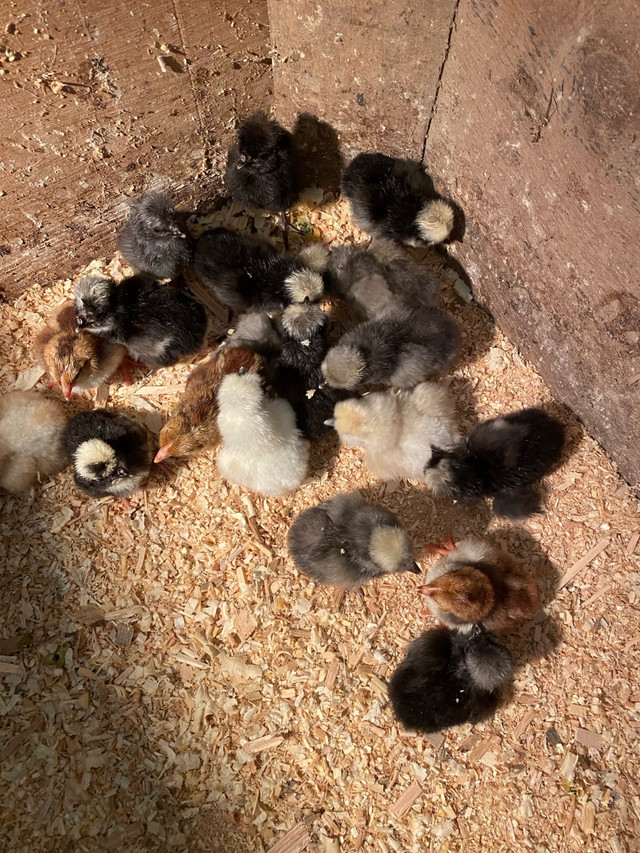 Chicks for sale in Birds for Rehoming in Bedford - Image 2
