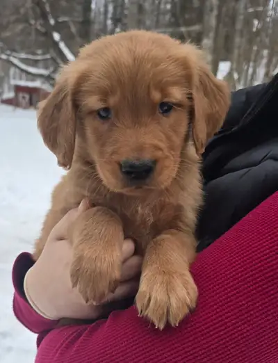 Beautiful Golden Retriever puppies!! Ready for their families, View more