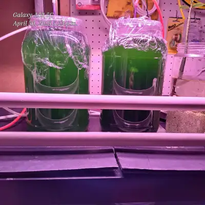 Live Phytoplankton very rich 1 1/2 litres, View more