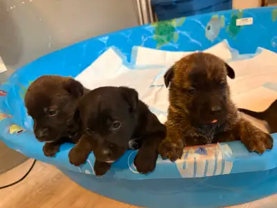Puppies for sale, View more