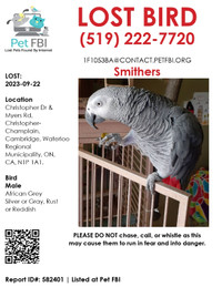 LOST AFRICAN GREY, PLEASE HELP HE FIND HIM