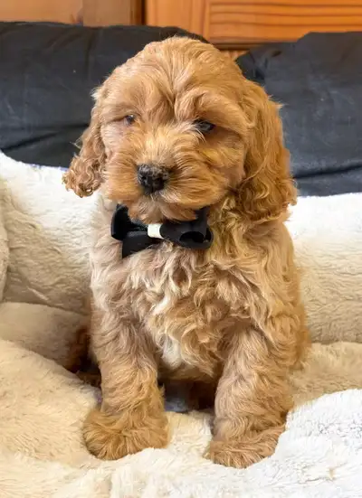 Mini   cockapoo puppies ( one male), View more
