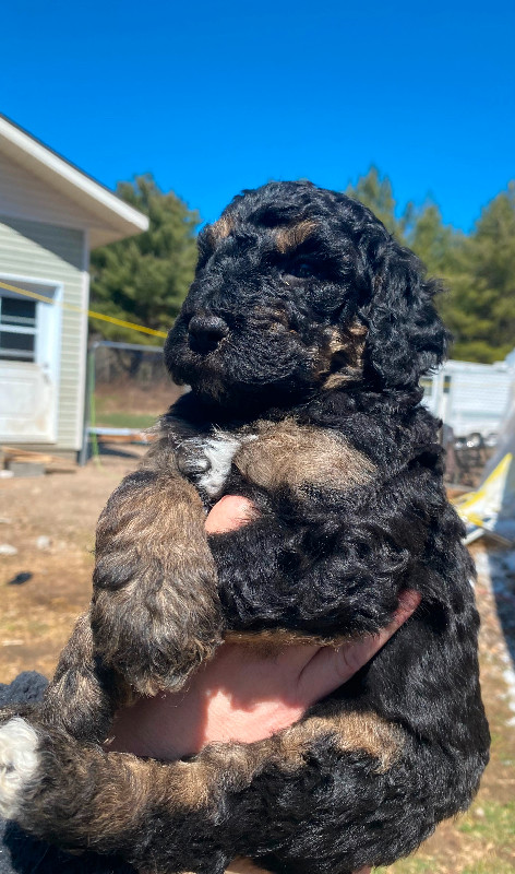 F1bb St Berdoodle Pups in Dogs & Puppies for Rehoming in Petawawa - Image 3