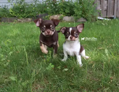 ❤️Chiot Chihuahua pure race (CCC)❤️tête de pomme, View more