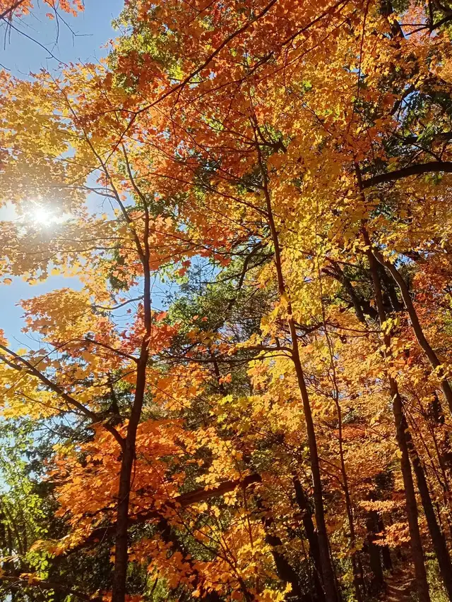 Fall Cleanups! 