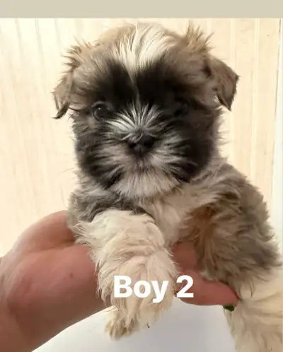 shorgie puppies, View more