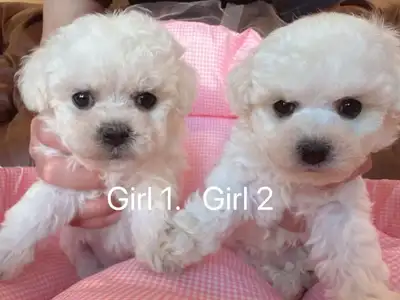 Two months old tiny toy size bichon puppies No.1 boy - available $1250 No.2 boy - available $1150 No...