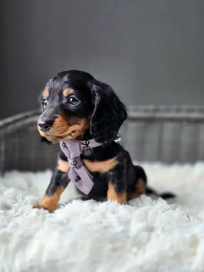 Registered Miniature Dachshund Puppies, View more