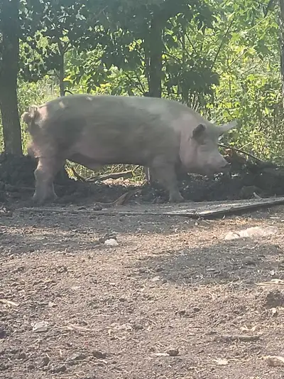 Berkshire x Yorkshire Male Pig, View more