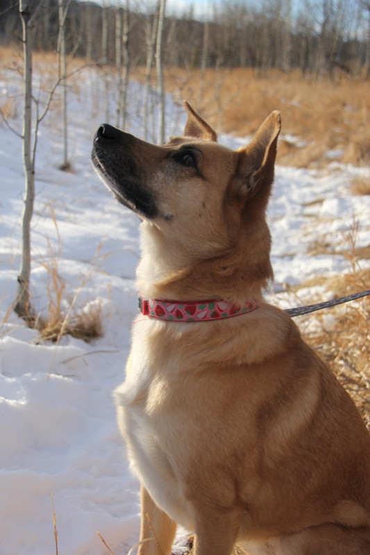 Adorable Pet Portraits - $45 in Animal & Pet Services in Edmonton - Image 4