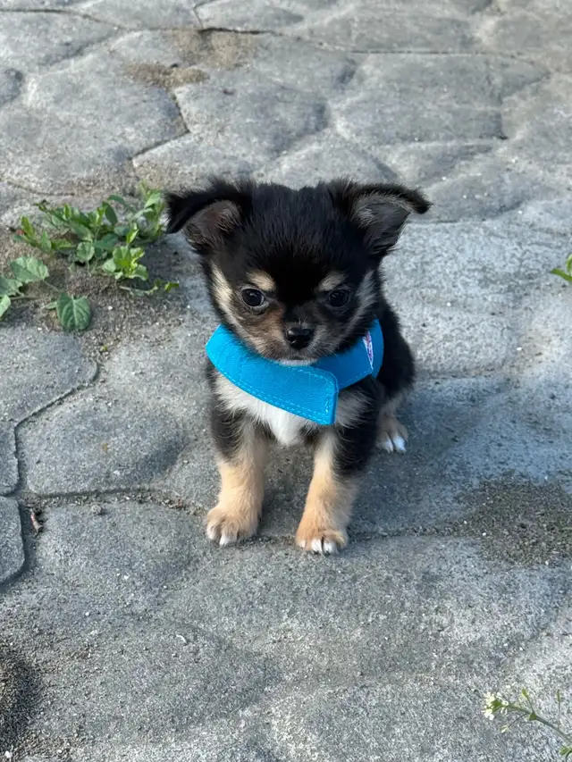 magnifique petit mâle chihuahua  poil long enr. ckc in Dogs & Puppies for Rehoming in City of Montréal - Image 3