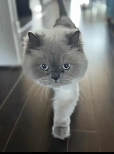 Chat hymalayen mâle à vendre, View more