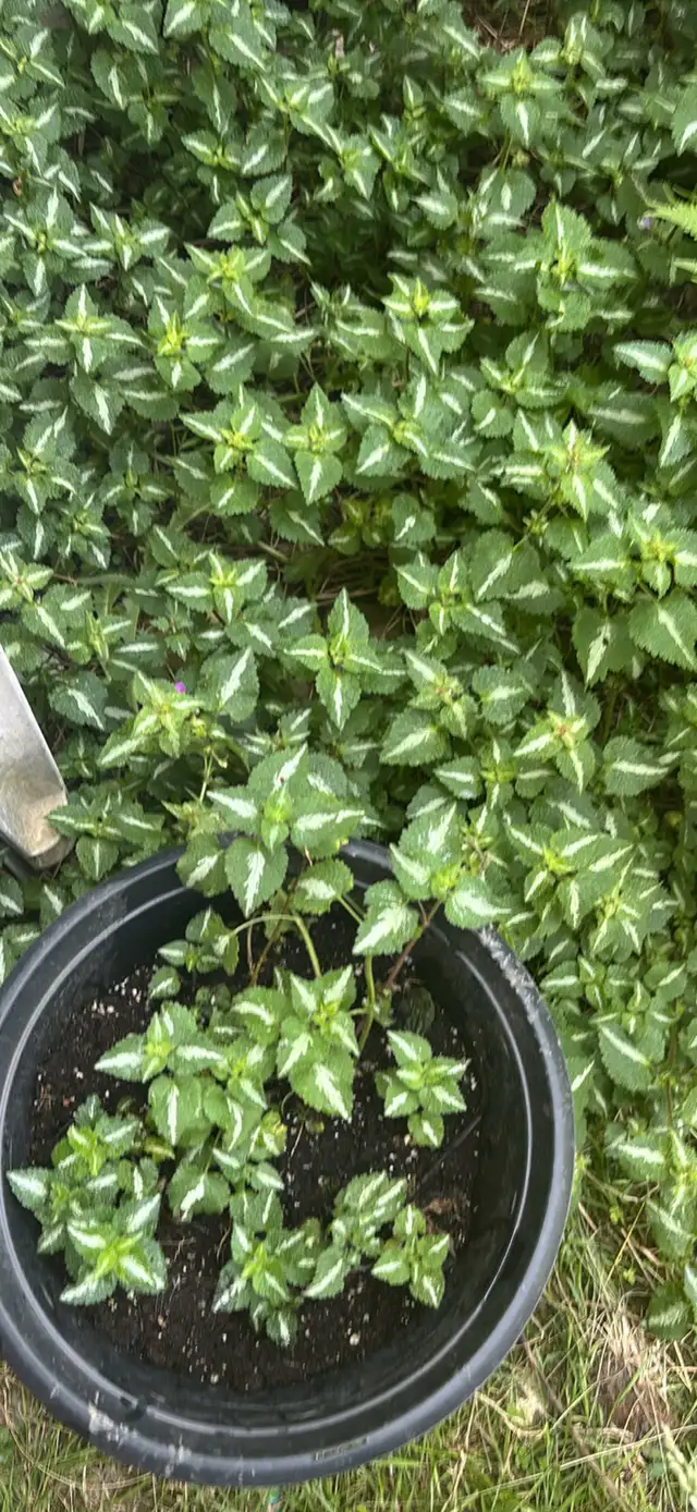 Lamium Galeobdolon Variegatum in Plants, Fertilizer & Soil in Oshawa / Durham Region - Image 2