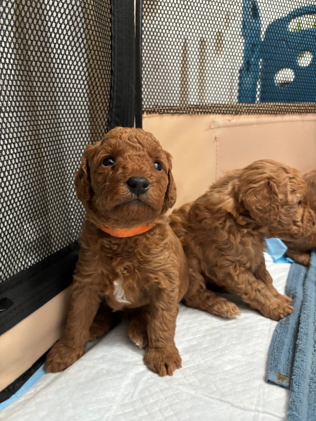 4 adorable Toy Poodle Puppies ready for their new home. in Dogs & Puppies for Rehoming in Markham / York Region - Image 2