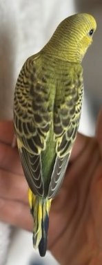 RAINBOW BUDGIE CHICKS NEED HOMES in Birds for Rehoming in Kelowna - Image 2