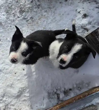 ABCA working border collie pups, View more