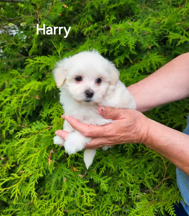 MÂLE MALTIPOO: 5 lb adultes in Dogs & Puppies for Rehoming in City of Montréal - Image 3