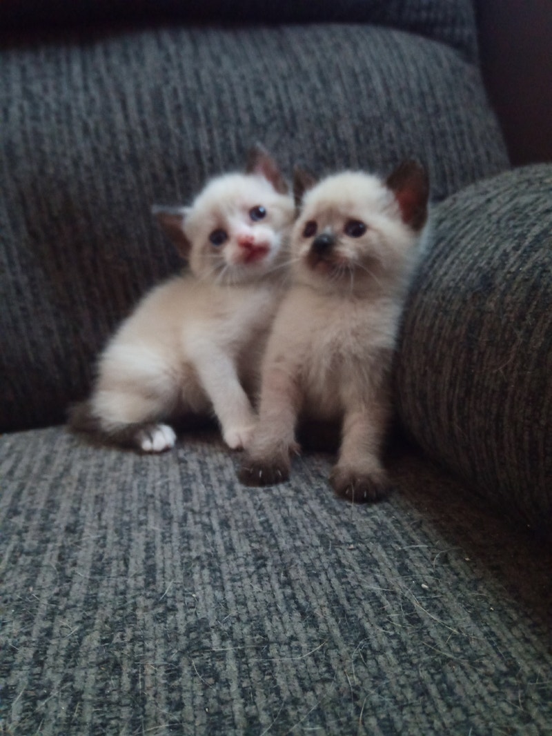 SNOWSHOE & SEAL POINT SIAMESE READY TO GO!!! Cats & Kittens for
