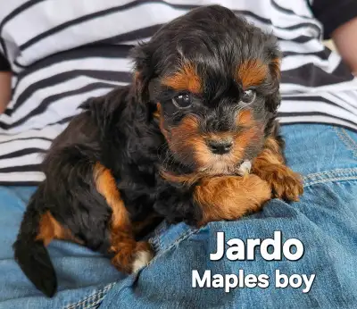 Shihtzu/Poodle Puppies, View more
