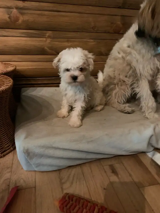 Maltipoo ( Maltese x Poodle ) NO SHEDDING ❤️ in Dogs & Puppies for Rehoming in Gatineau - Image 7