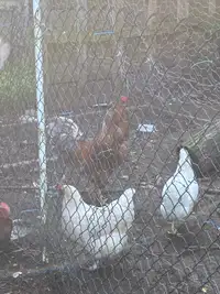 5 Laying Hens 